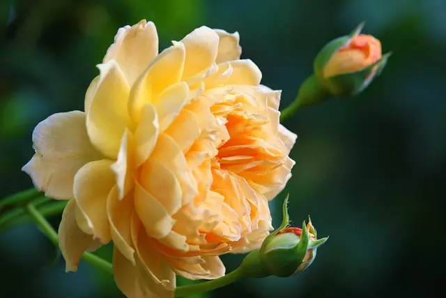 Fleurs CBD Pur : Comment choisir la variété idéale pour vous