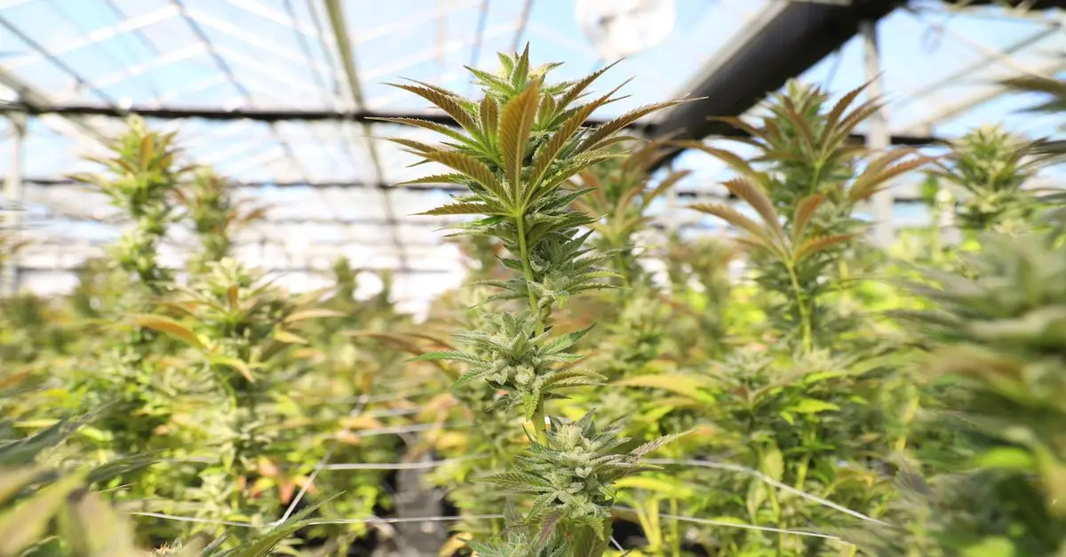 Les différentes méthodes de culture des fleurs CBD pur