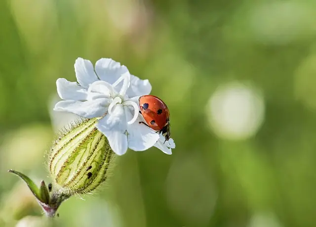 10 Erreurs à Éviter avec les Fleurs CBD Pur