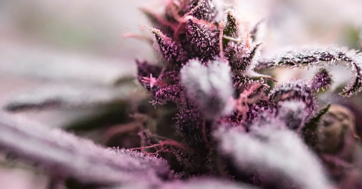 Les bienfaits thérapeutiques des fleurs CBD pur
