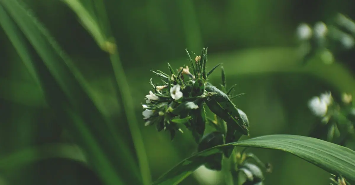 Fleurs CBD Pur : Optimisez votre dosage pour un meilleur bien-être