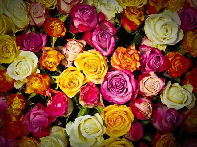 Fleurs CBD Pur : Comment les choisir facilement