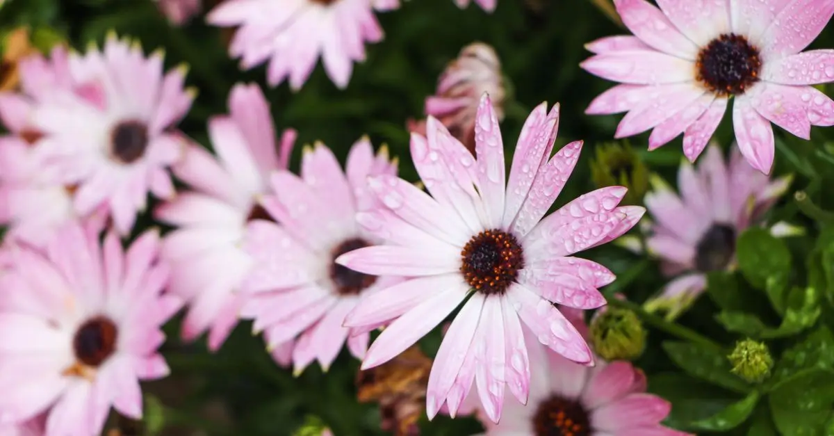 Les bienfaits insoupçonnés des fleurs CBD pur pour votre santé