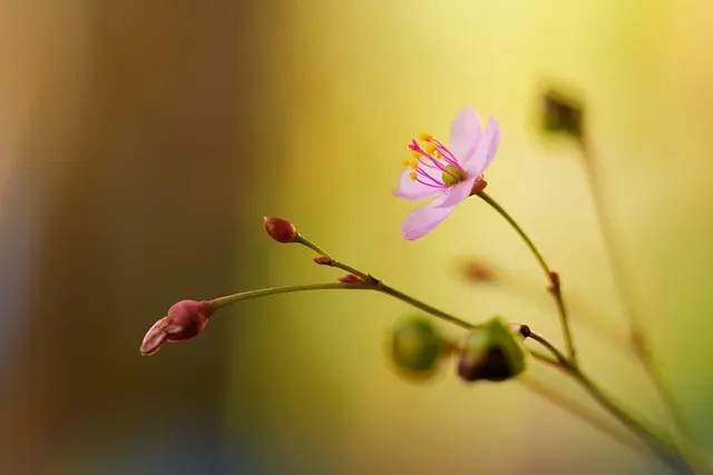 Fleurs CBD Pur : Les 10 Erreurs à Éviter Absolument