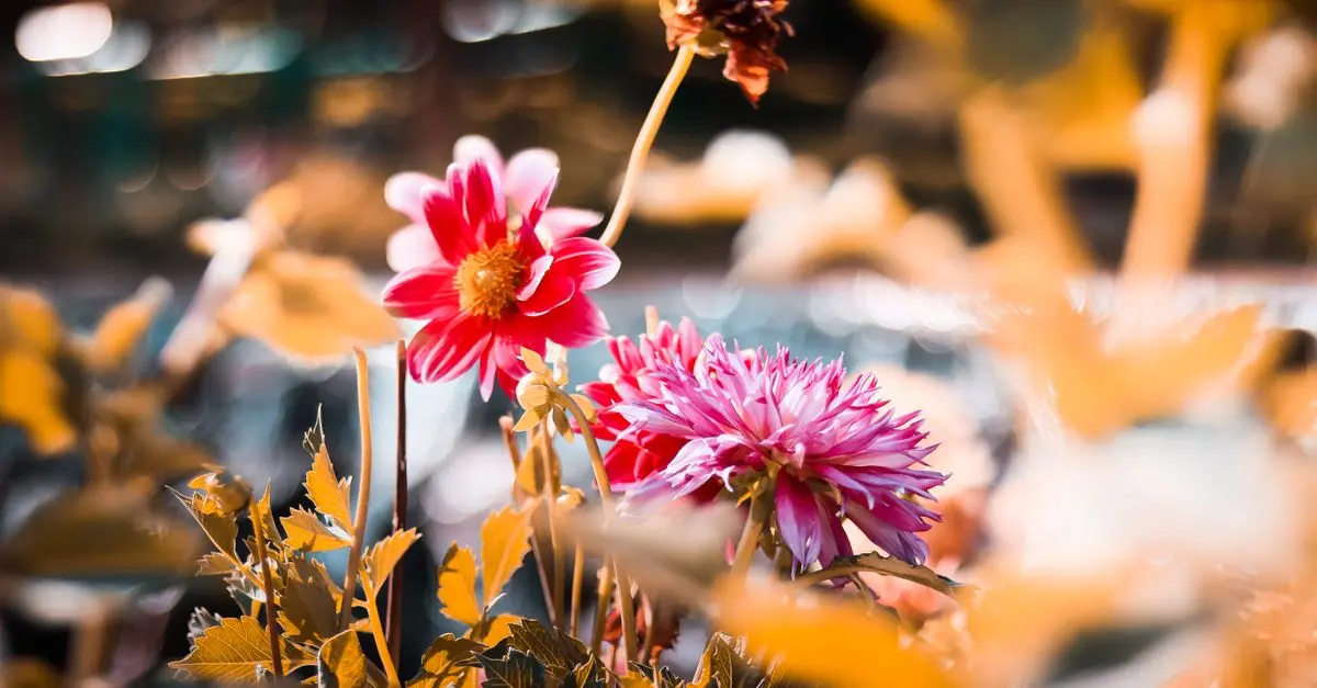 Avis d'expert sur les fleurs CBD pur les plus populaires