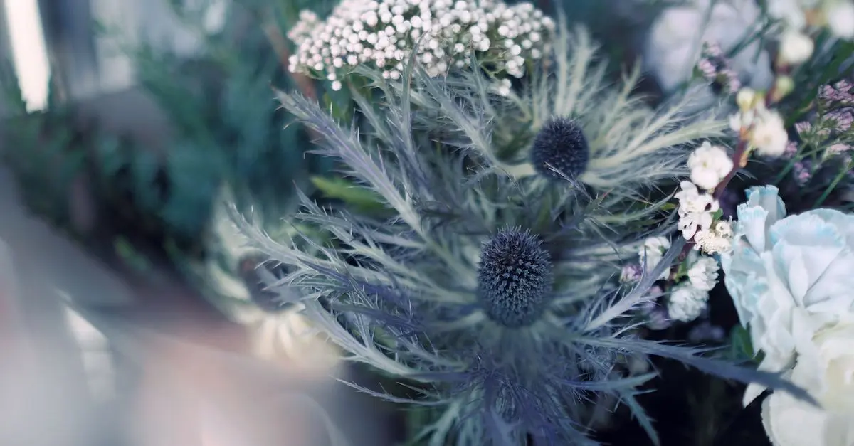 Les fleurs CBD pur et la législation française