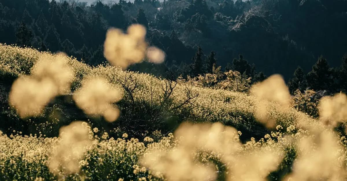 Quels sont les effets secondaires possibles des fleurs CBD pur ?
