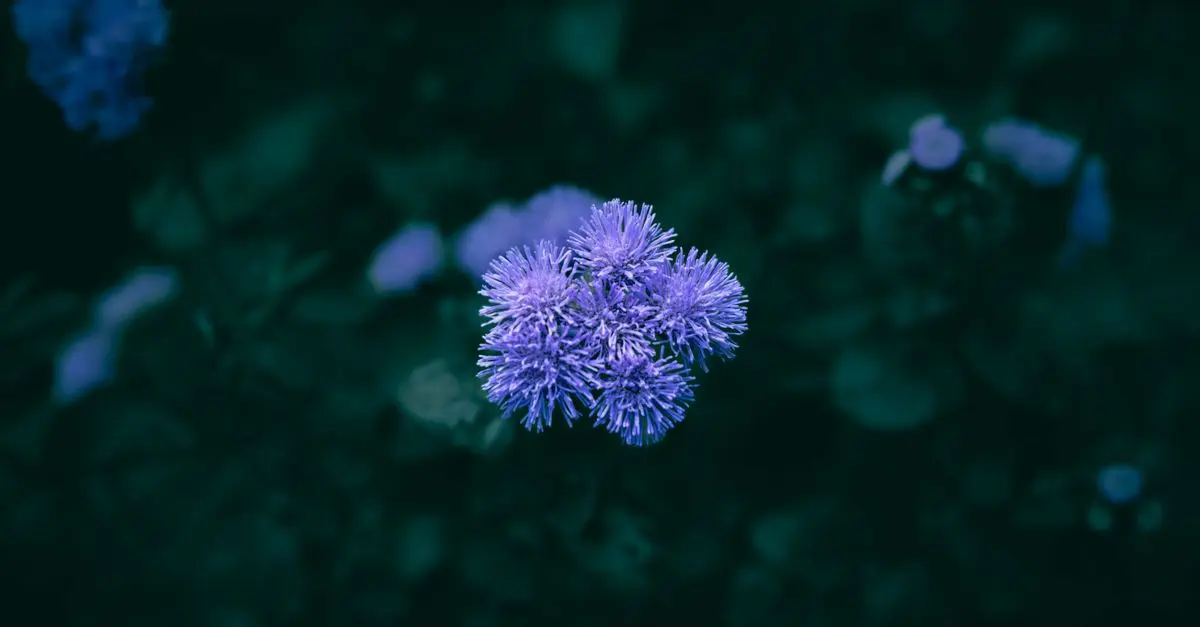 Les erreurs fréquentes à éviter avec les fleurs CBD pur