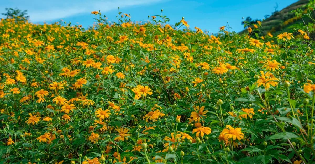 Les fleurs CBD pur : Comment améliorer votre bien-être naturellement