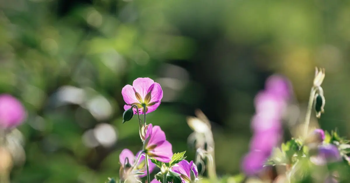 Les bienfaits des fleurs CBD pur sur le bien-être quotidien