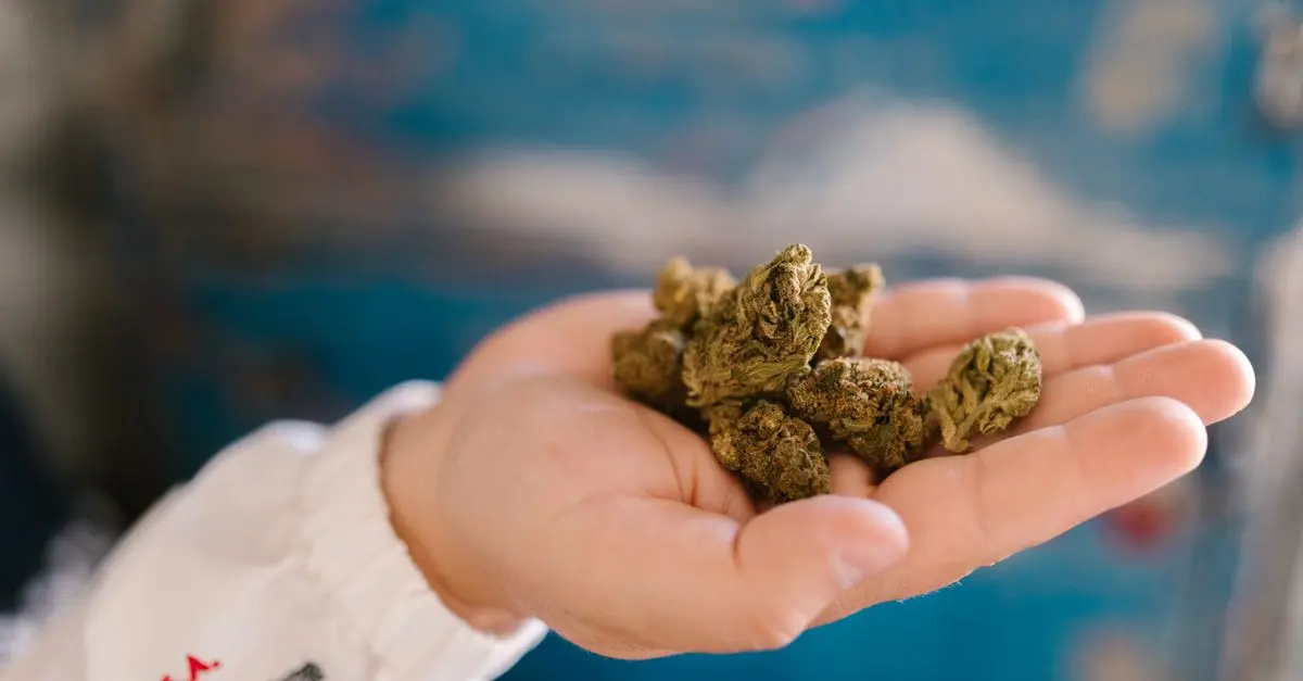 Comment reconnaître une fleur CBD pur de qualité ?