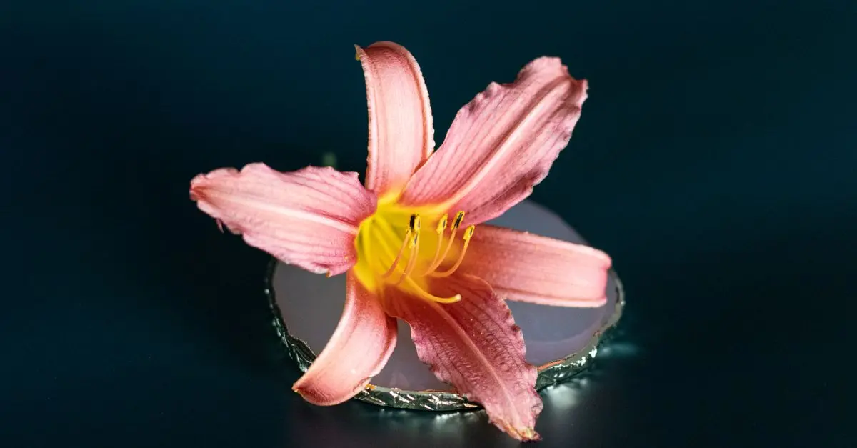 Les meilleures fleurs CBD pur pour vos séances de méditation