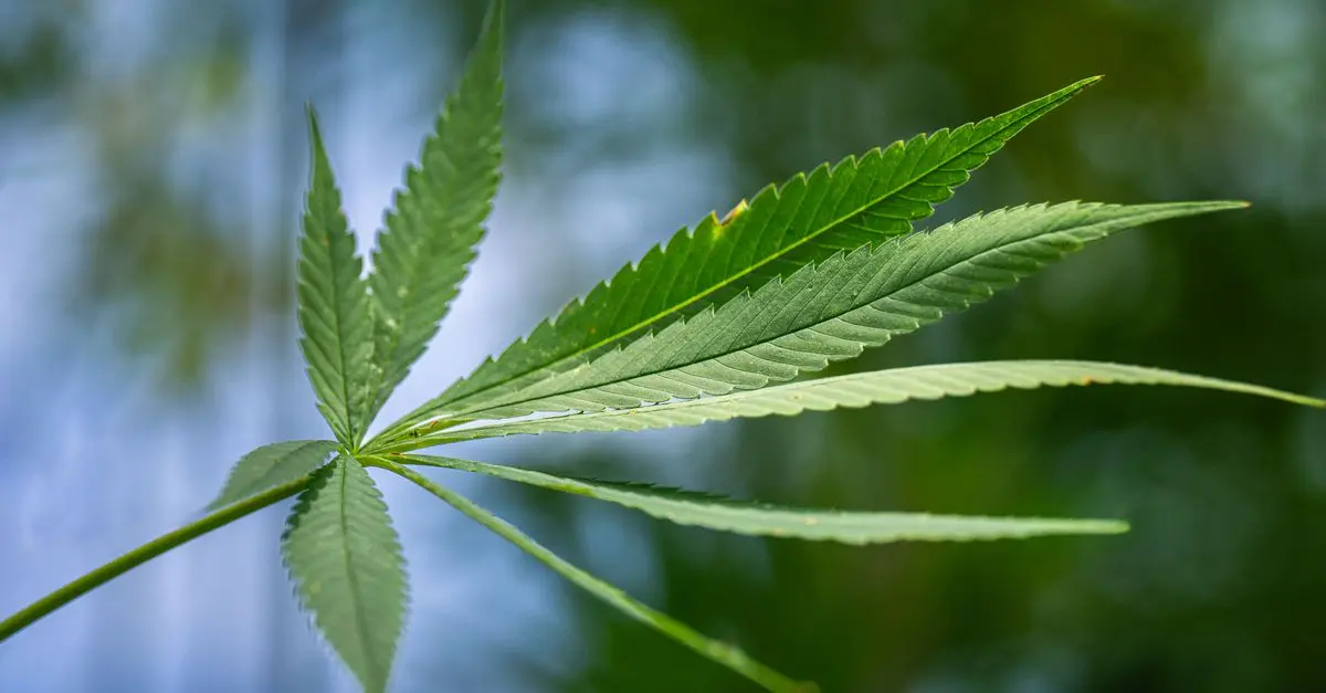 Comment reconnaître une fleur CBD pur de qualité