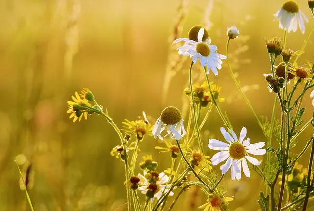 Les bienfaits des fleurs CBD pur sur votre créativité