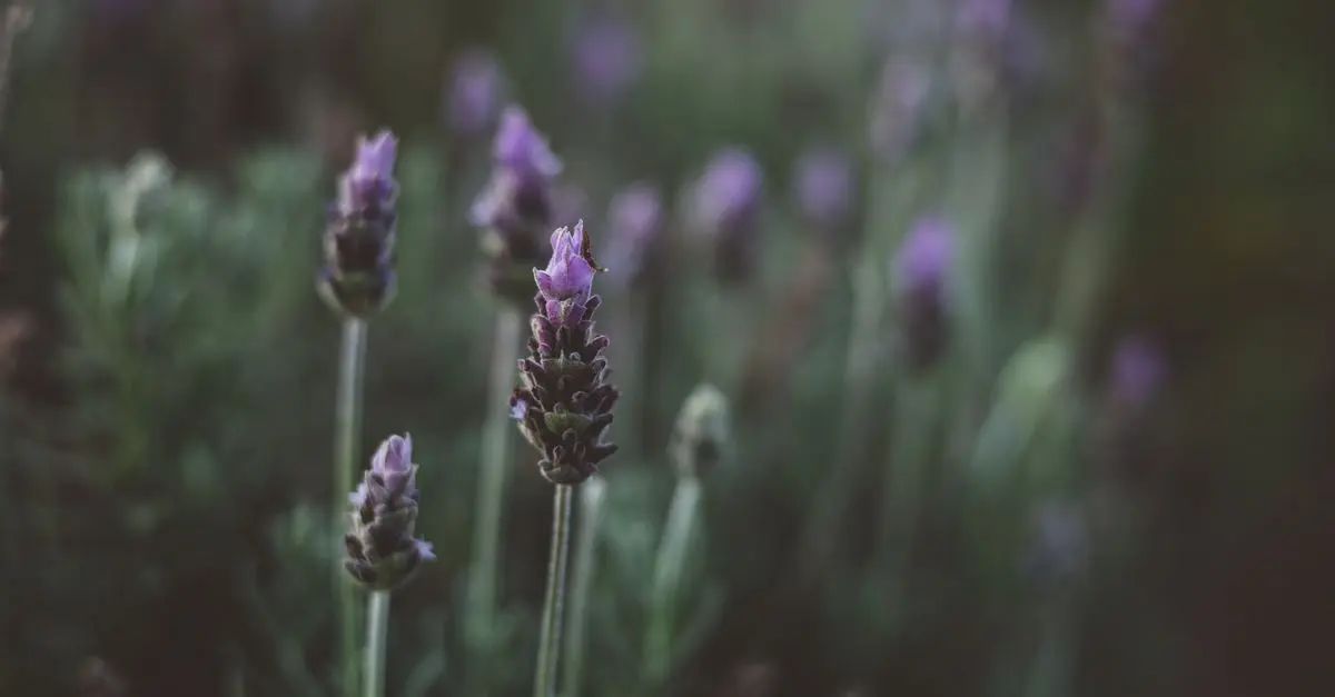 Les bienfaits des fleurs CBD pur sur votre bien-être mental