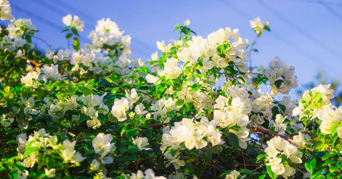 Comment cultiver des fleurs CBD pur chez soi : guide pratique