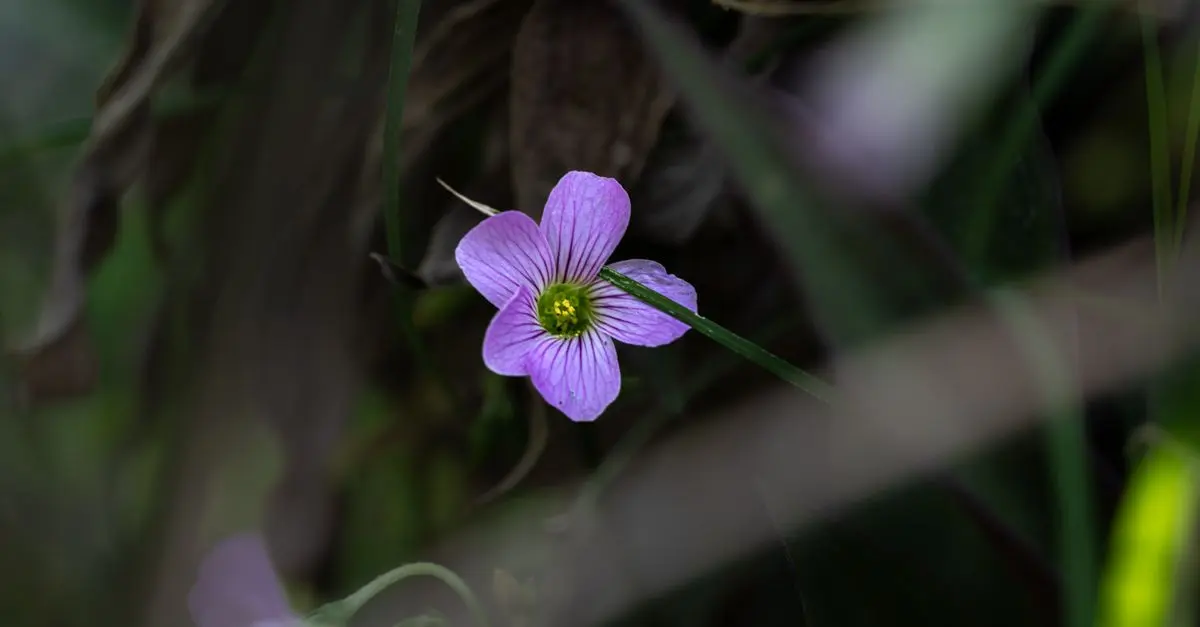 Les meilleures fleurs CBD pur pour améliorer votre bien-être