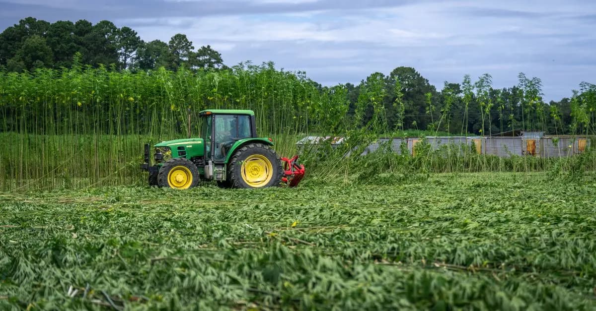 Les secrets de la culture de fleurs CBD pur révélés