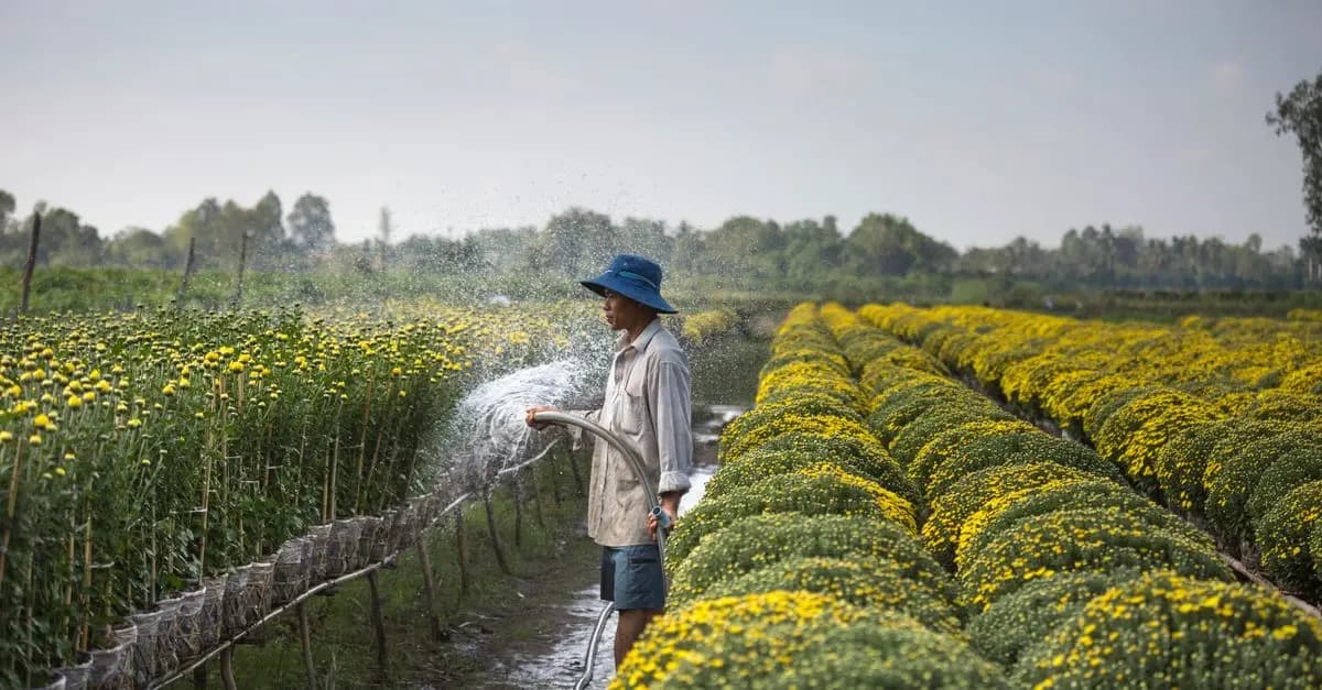 Les fleurs CBD pur et leur impact écologique