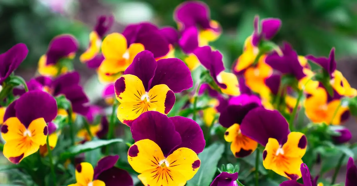 Tout savoir sur l'arôme et la saveur des fleurs CBD pur