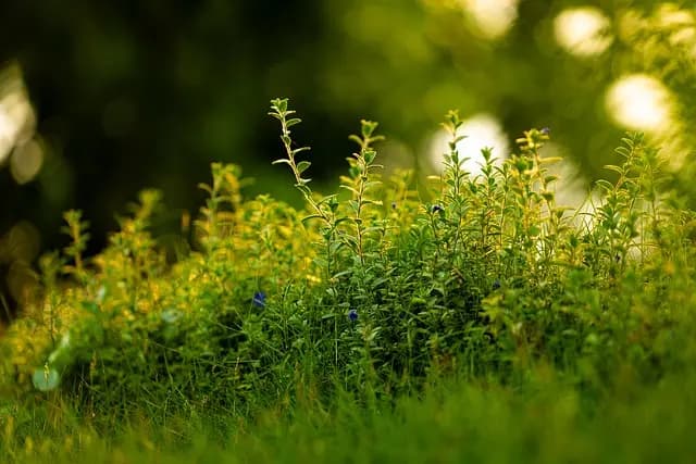 Fleurs CBD Pur : Comment le dosage impacte votre expérience