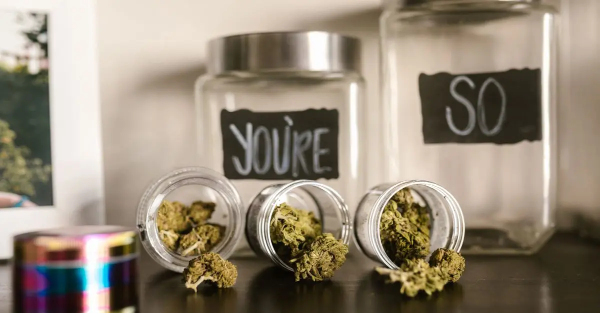 Tout savoir sur les variétés de fleurs CBD pur à découvrir