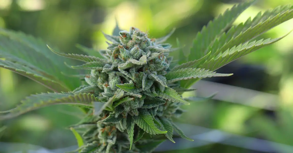 Fleurs CBD pur : Comment les choisir pour vos besoins