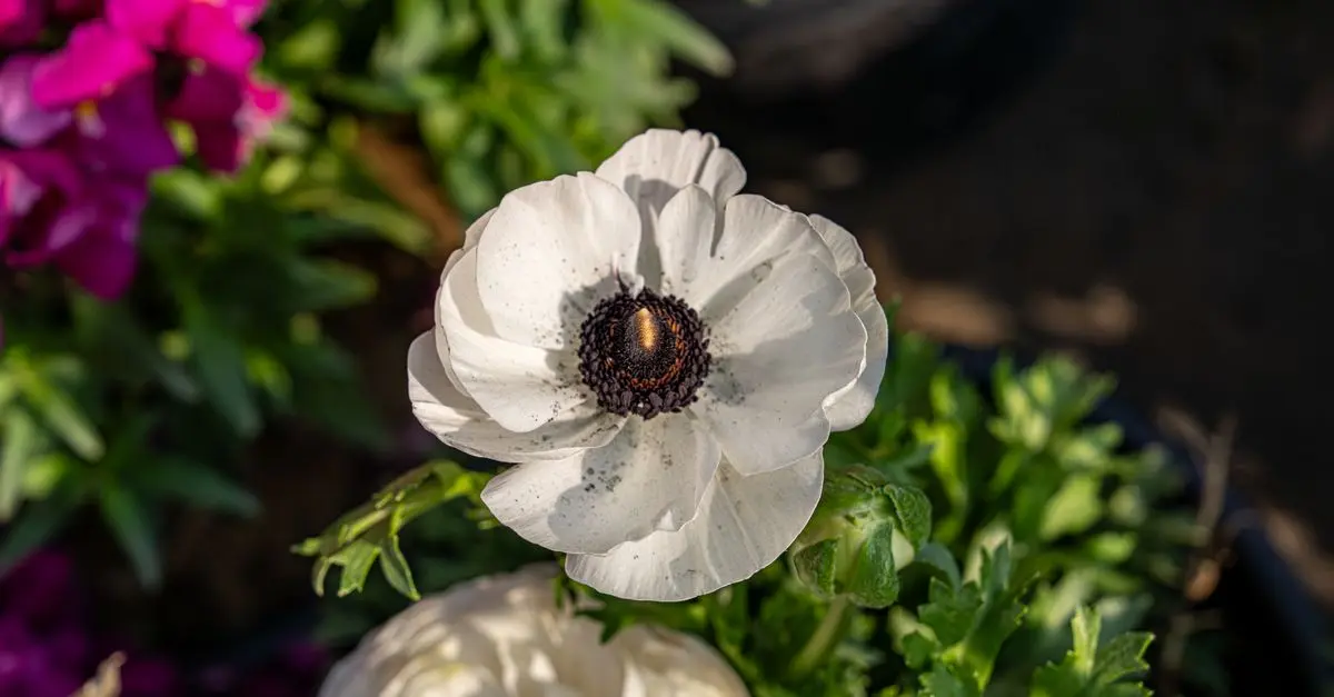 Les différences entre fleurs CBD pur et full-spectrum