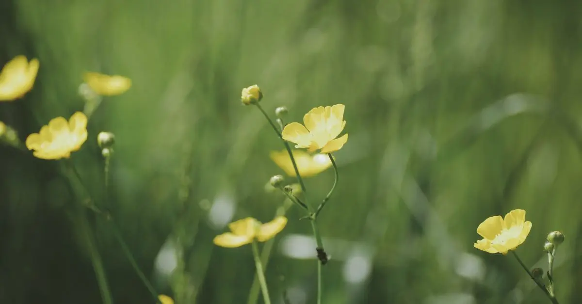 Les erreurs communes à éviter avec les fleurs CBD pur