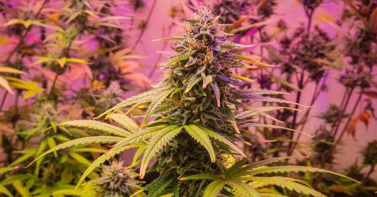 Les meilleurs conseils pour choisir vos fleurs CBD pur