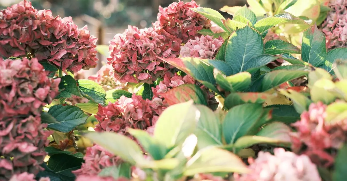 Les bienfaits insoupçonnés des fleurs CBD pur pour la santé