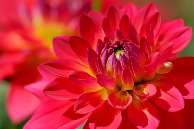 Les méthodes artisanales pour cultiver des fleurs CBD pur