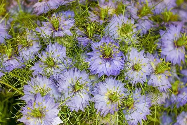Les secrets pour reconnaître une fleur CBD pur de qualité