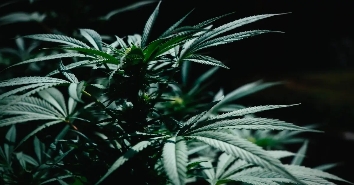 Les bénéfices des fleurs CBD pur pour la récupération musculaire