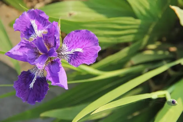 Comment optimiser vos expériences avec les fleurs CBD pur