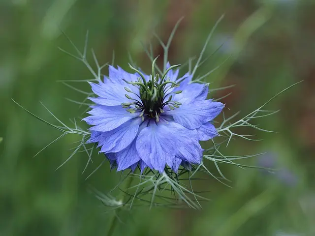 Fleurs CBD Pur : Pourquoi opter pour du bio en 2026 ?