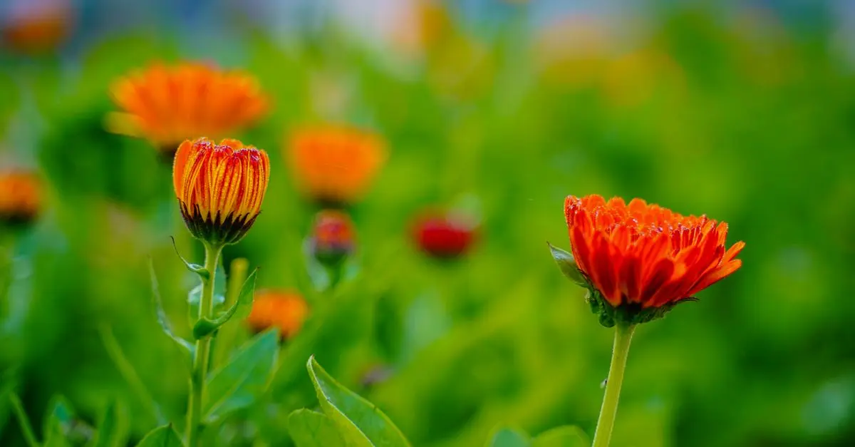 Comparaison des fleurs CBD pur Bio et conventionnelles