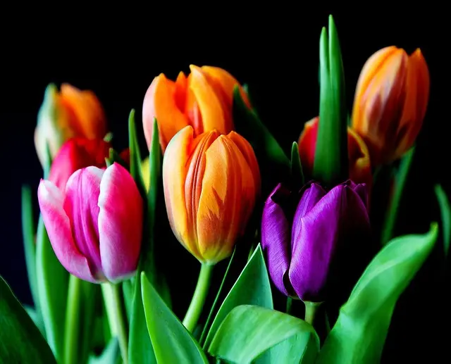 Tout savoir sur les bienfaits des fleurs CBD pur