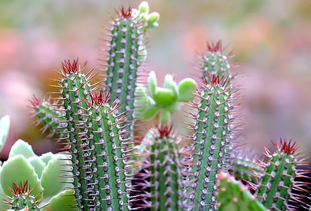 Guide Pratique pour Cultiver des Fleurs CBD Pur chez Soi