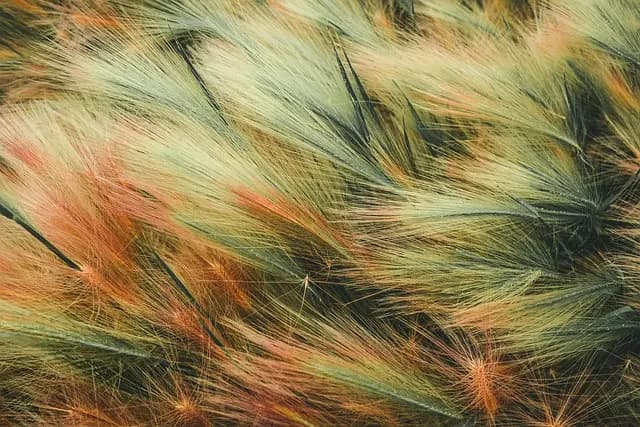 Fleurs CBD Pur : Comment maximiser vos expériences bien-être