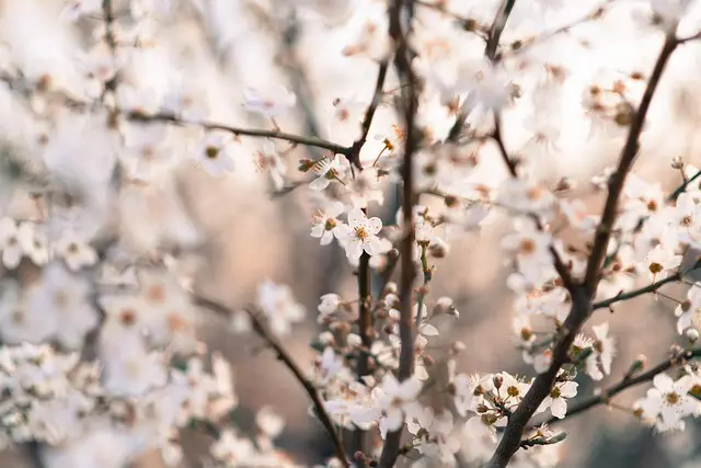 Comment choisir la fleur CBD pur idéale pour vos besoins
