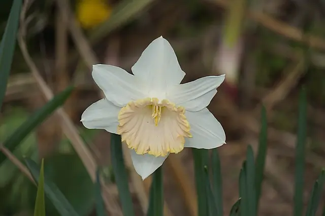 Les bienfaits insoupçonnés des fleurs CBD pur pour votre santé