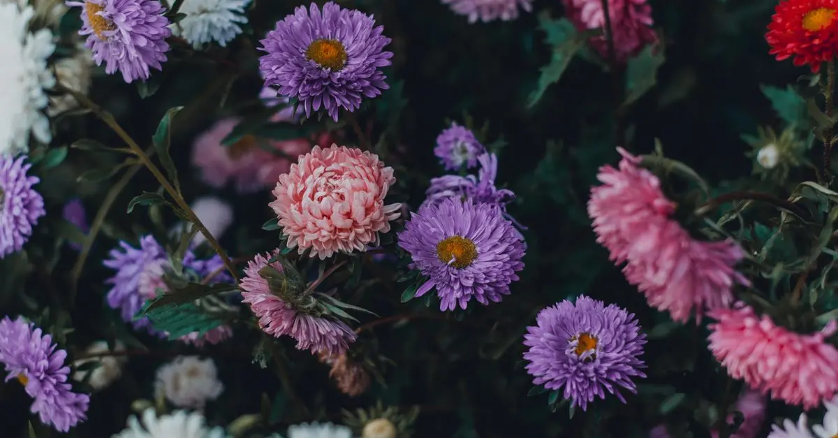 Les principales variétés de fleurs CBD pur à connaître