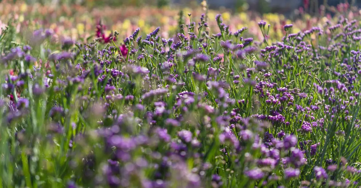Comment le terroir influence les fleurs CBD pur