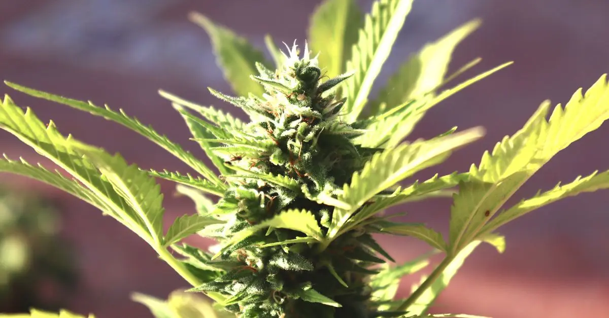 Comment différencier les fleurs CBD pur de qualité inférieure
