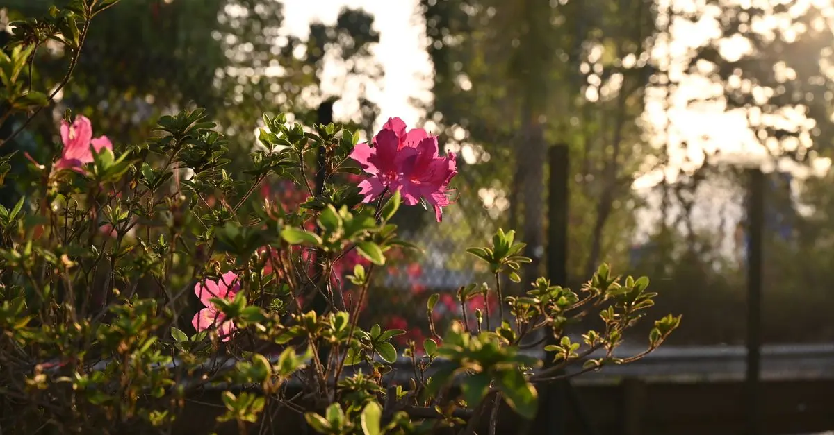 Pourquoi choisir les fleurs CBD pur plutôt que les autres formes