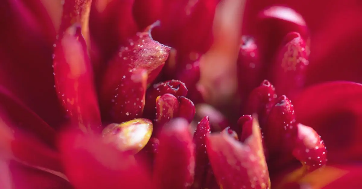 Les critères de qualité des fleurs CBD pur