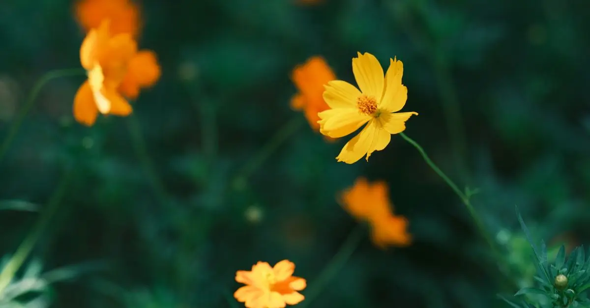 Les meilleures pratiques pour cultiver des fleurs CBD pur