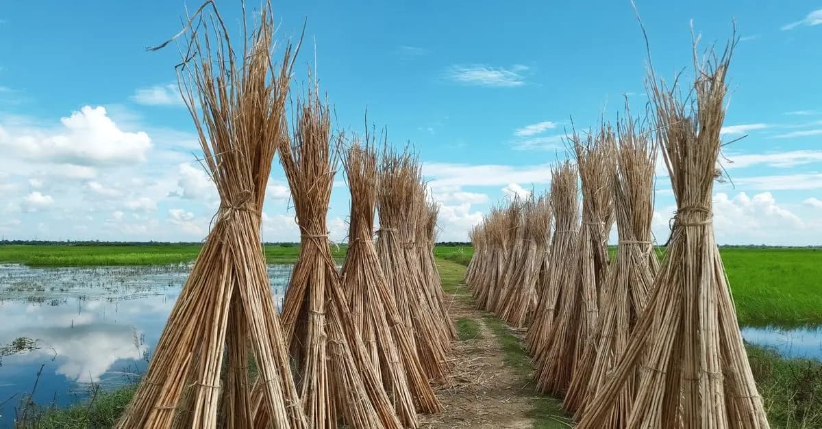 Les erreurs courantes à éviter avec les fleurs CBD pur