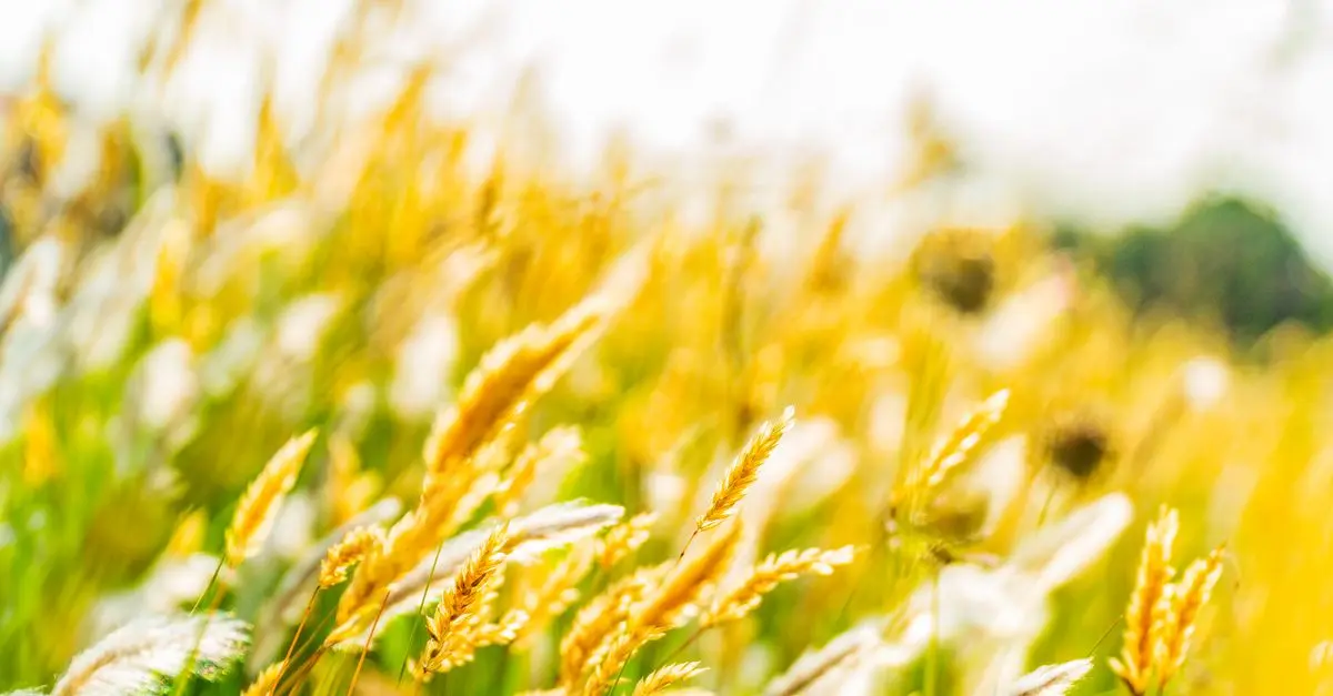 Les tendances du marché des fleurs CBD pur en 2026